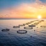 Fischzucht auf dem Meer, Aquakultur