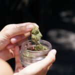 Hand mit Cannabisblüte und Glas