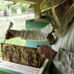Imker bei der Arbeit