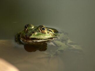 Frosch im Moor Moorfrosch