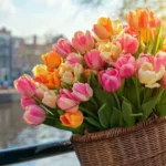 Floraprima - Reise gewinnen