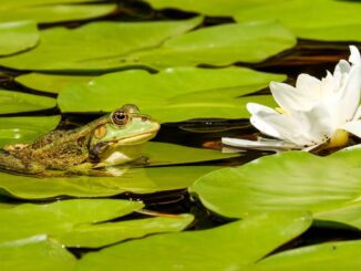 Frosch sitzt auf einem Seerosenblatt vor einer Seerose