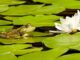 Frosch sitzt auf einem Seerosenblatt vor einer Seerose