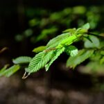 Junge Buchenblätter in der Maisonne