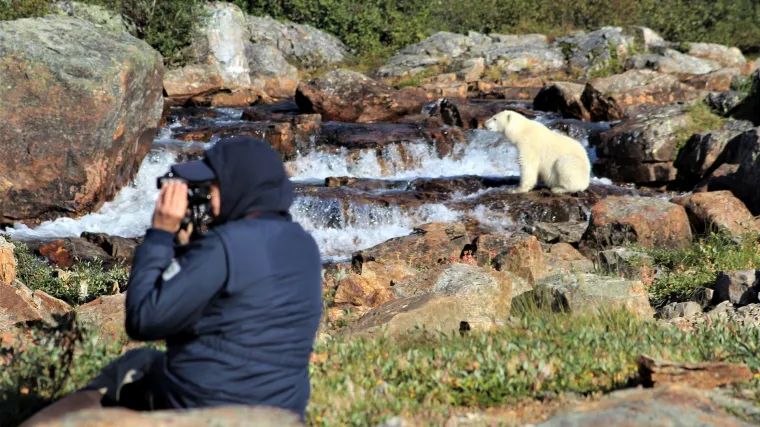 Eisbären beobachten und fotografieren | Eisbären beobachten und fotografieren