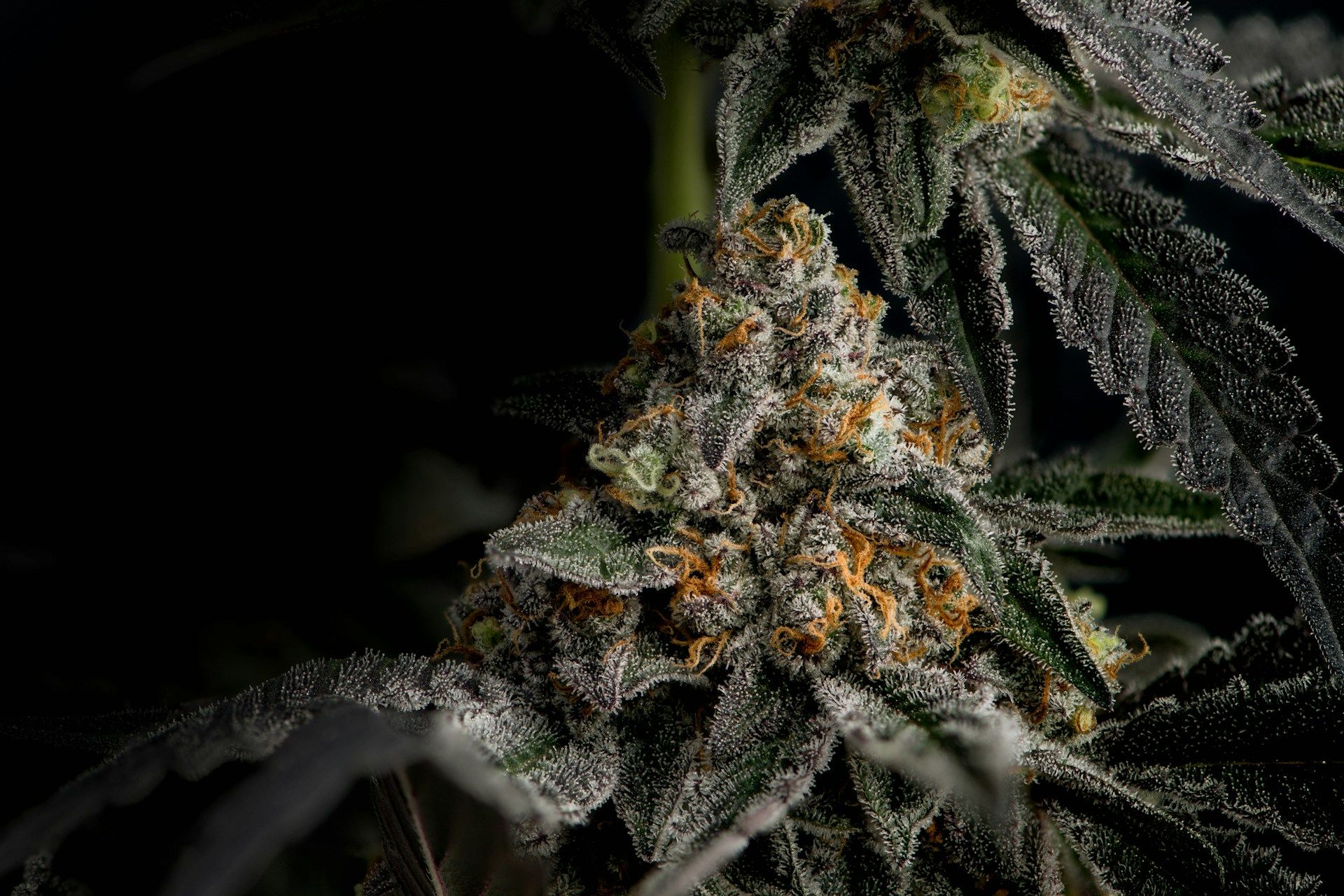 Cannabis Hanfflanzen | Cannabis Hanfflanzen