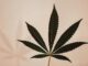 Hip Hop und Cannabis hatten schon immer eine Verbindung