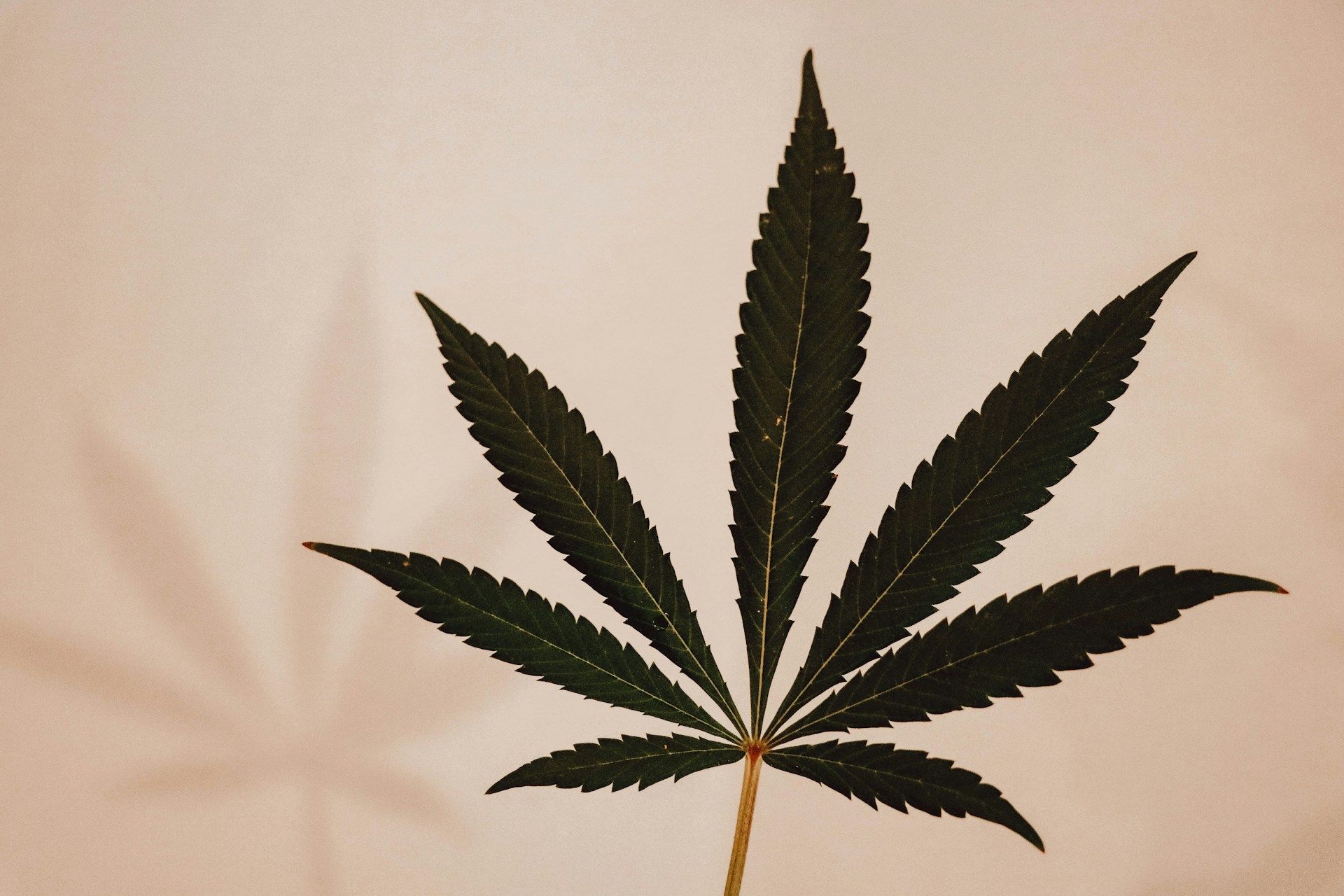 Hip Hop und Cannabis hatten schon immer eine Verbindung | Hip Hop und Cannabis hatten schon immer eine Verbindung