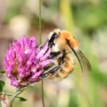 Hummel auf Rotkleeblüte