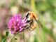 Hummel auf Rotkleeblüte