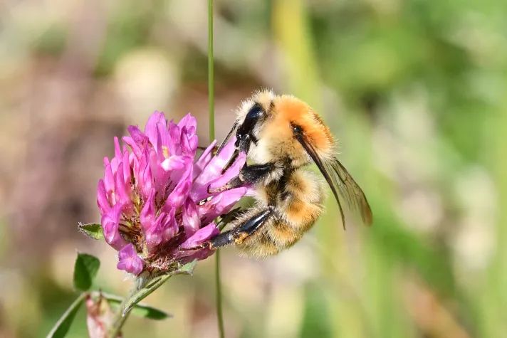 Hummel auf Rotkleeblüte | Hummel auf Rotkleeblüte