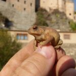 Junge Kröte auf der Hand