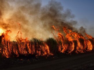 Buschfeuer - Flammen