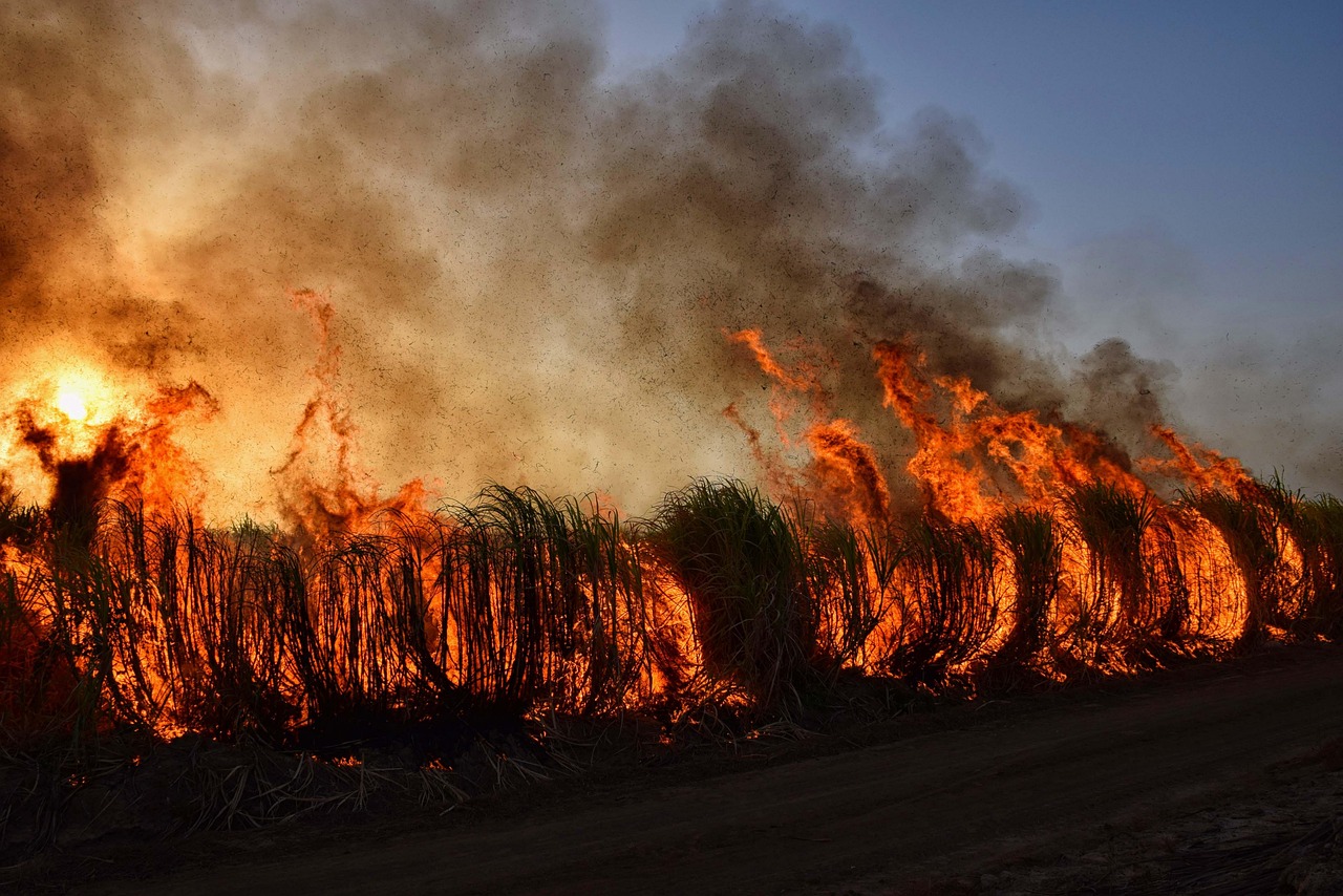 Buschfeuer - Flammen | Buschfeuer - Flammen