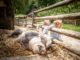 Kinder streicheln ein Schwein