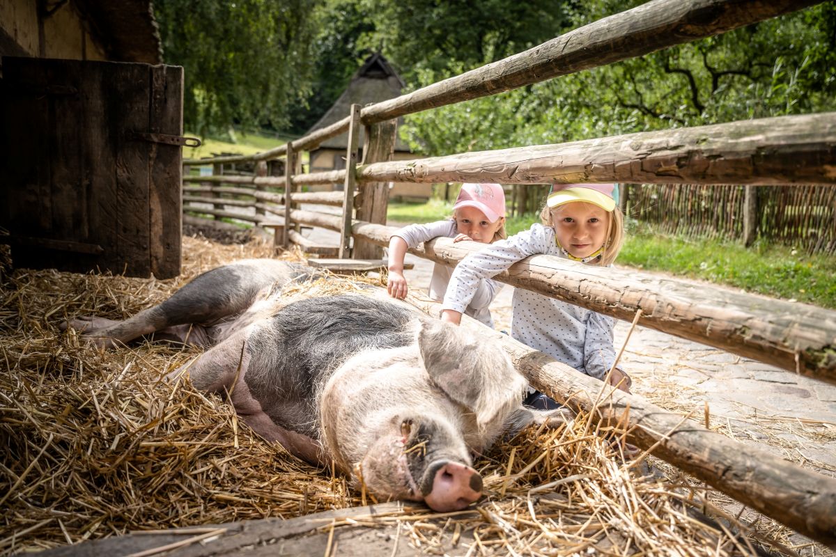 Kinderfest im Freilichtmuseum am Kiekeberg mit einem abwechslungsreichen Programm | Kinder streicheln ein Schwein