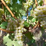 Pralle Weintrauben in der Sonne