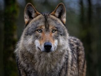 Portrait eines Wolf