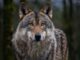 Portrait eines Wolf