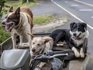 Drei Hunde im Motorradbeiwagen