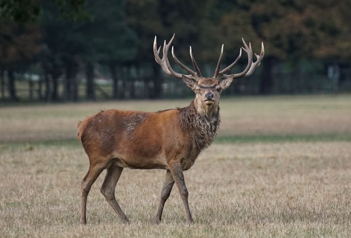 Hirsch auf der Wiese | Hirsch auf der Wiese
