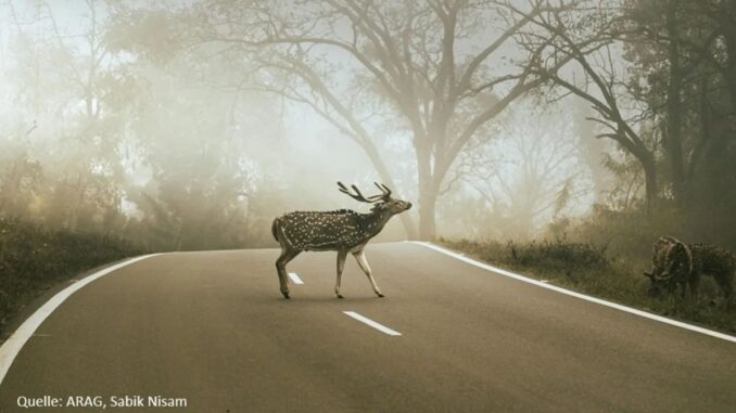 Damhirsch auf nebliger Strasse