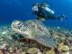 Schildkröte mit Taucher im Hintergrund