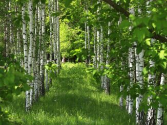 Bäume sind Natur Birken