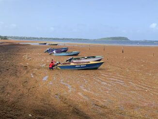 völlig mit Algen bedeckter Küstenstreifen mit Booten