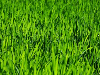 Bester Rollrasen für Hamburgs Gärten und Parkanlagen