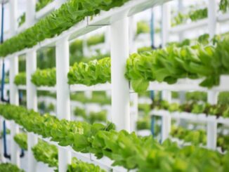 Deutsche Nachhaltigkeit AG Vertical Farming