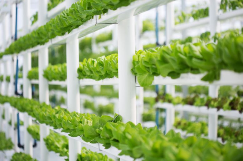 Deutsche Nachhaltigkeit AG Vertical Farming