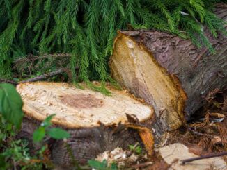 gefällter Baum und Baumstubben