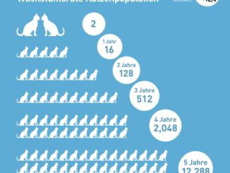 Katzen vermehren sich explosionsartig