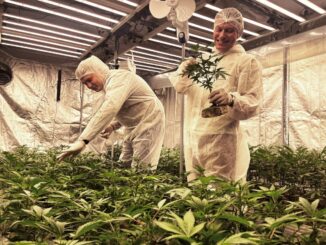 Vereins-Geschäftsführer Jannik Friedrich und Mitglied Dmytro Burakov im Indoor Anbau zwischen den jungen Pflanzen