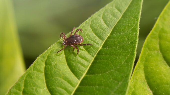 Zecke Rhipicephalus Sanguineus auf einem Blatt