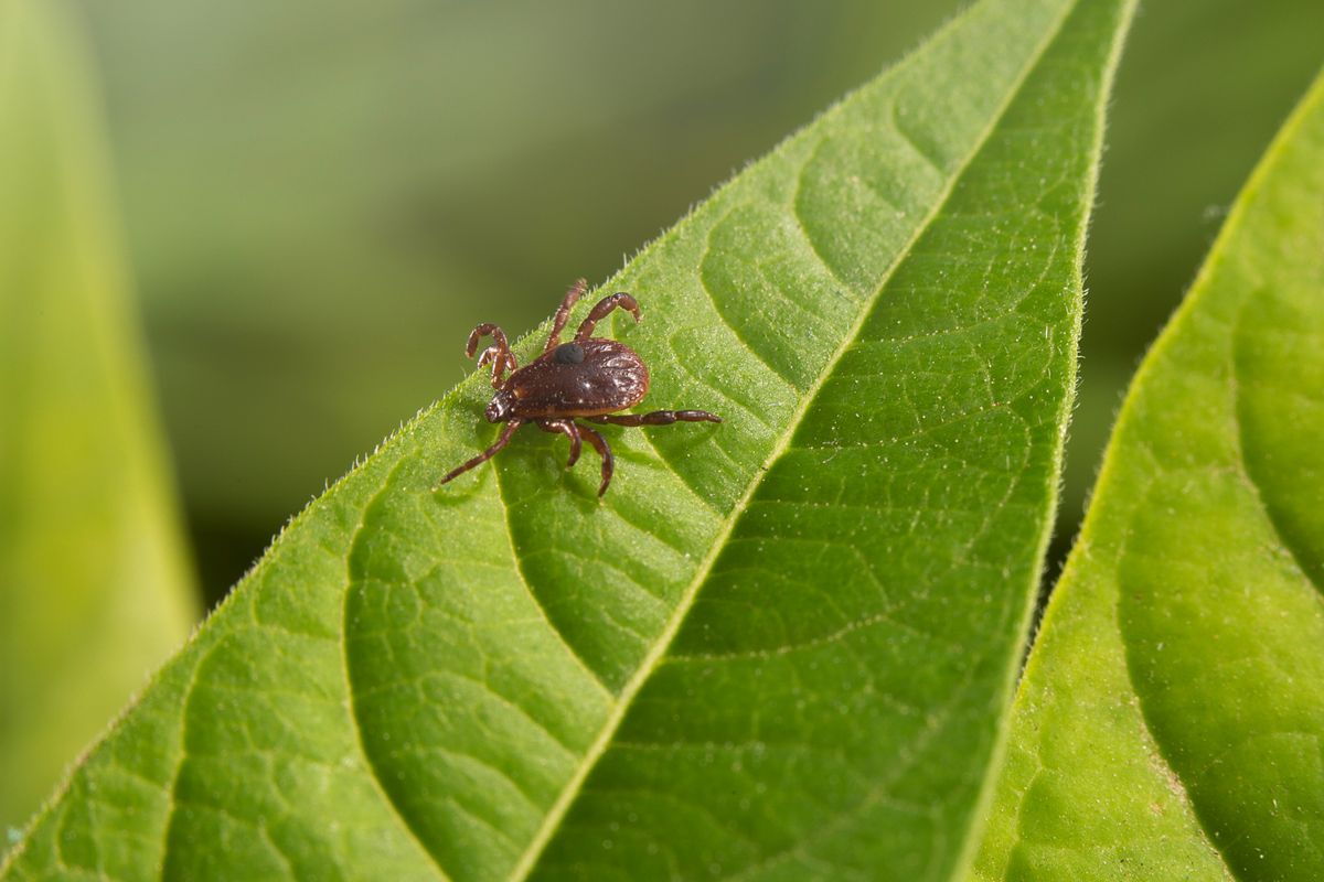 Zecke Rhipicephalus Sanguineus auf einem Blatt