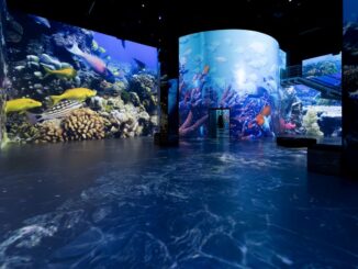 Faszinierende Tier- und Pflanzenwelt der Meerestiefen hautnah bestaunen