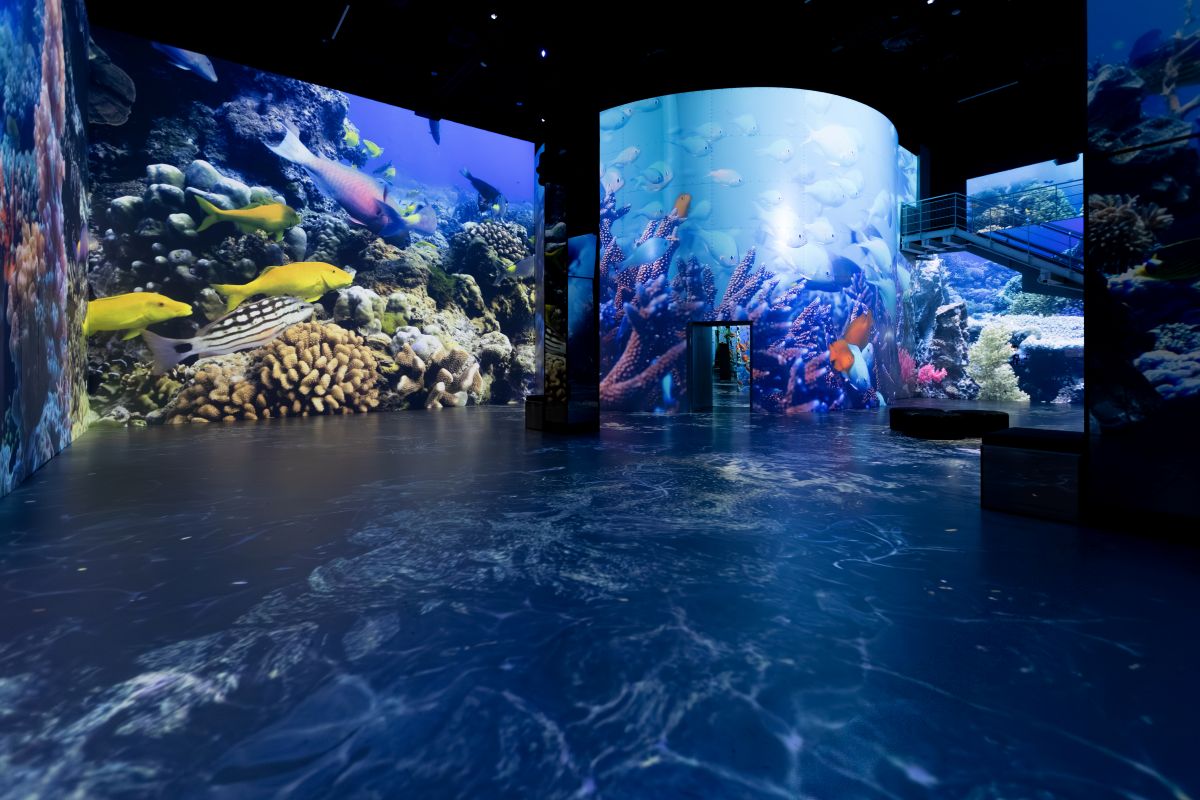 Faszinierende Tier- und Pflanzenwelt der Meerestiefen hautnah bestaunen