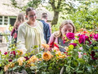 Historische und moderne Sorten beim Rosenmarkt im Freilichtmuseum am Kiekeberg