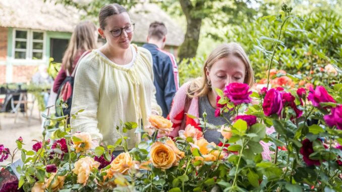 Historische und moderne Sorten beim Rosenmarkt im Freilichtmuseum am Kiekeberg