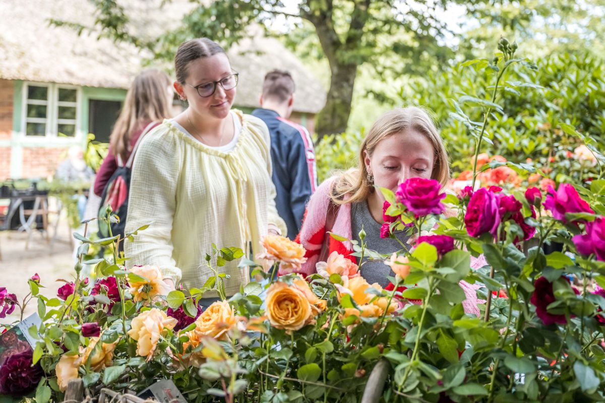 Historische und moderne Sorten beim Rosenmarkt im Freilichtmuseum am Kiekeberg