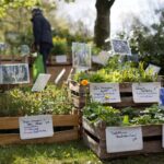 Vielfältige Pflanzen entdecken beim Pflanzenmarkt im Frühjahr im Freilichtmuseum am Kiekeberg am 18. und 19. April - Bild FLMK