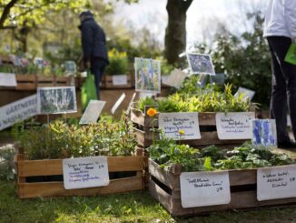 Vielfältige Pflanzen entdecken beim Pflanzenmarkt im Frühjahr im Freilichtmuseum am Kiekeberg am 18. und 19. April - Bild FLMK