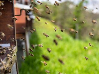 Wildbienen sind dankbar für ein Insektenhotel