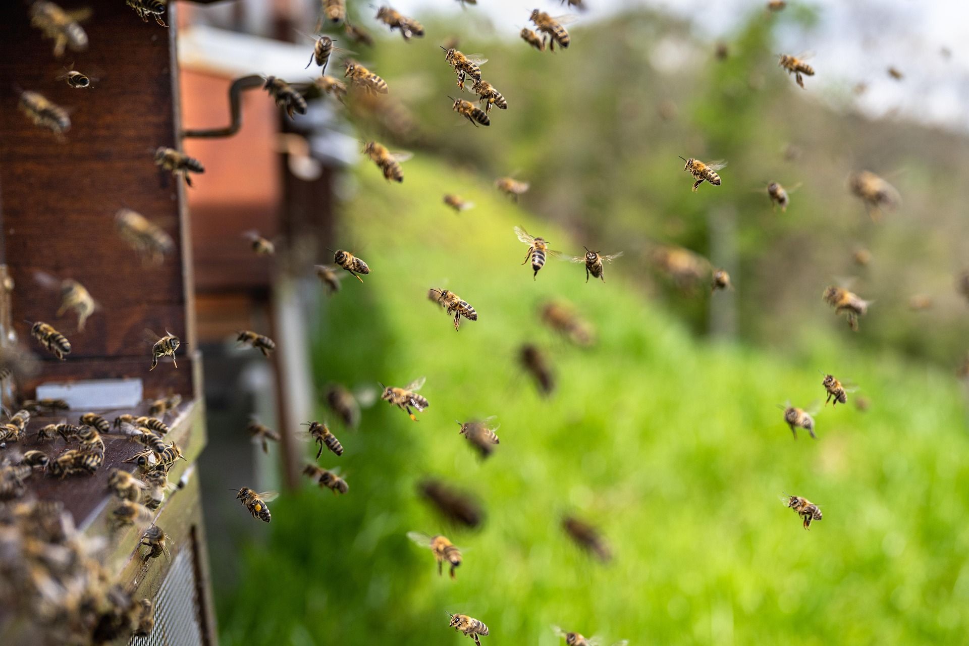 Wildbienen sind dankbar für ein Insektenhotel