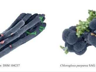 Cyanobakterien setzen Sauerstoff frei