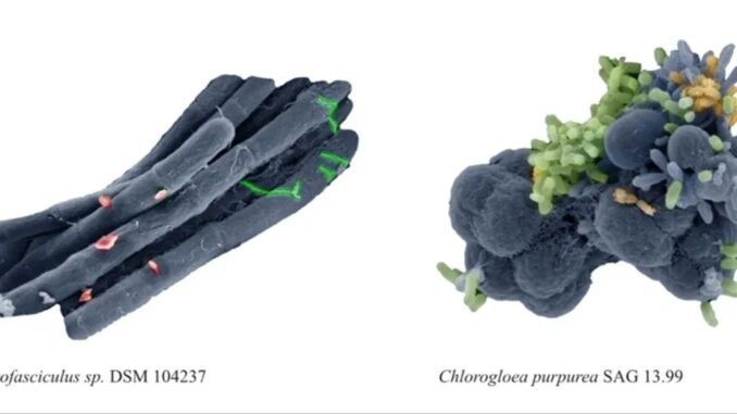 Cyanobakterien setzen Sauerstoff frei