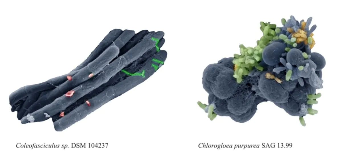Cyanobakterien setzen Sauerstoff frei