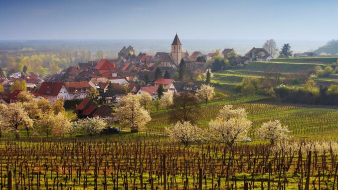Vineyard rows in bloom with blossoming trees and a hillside village featuring a church tower under a blue sky.